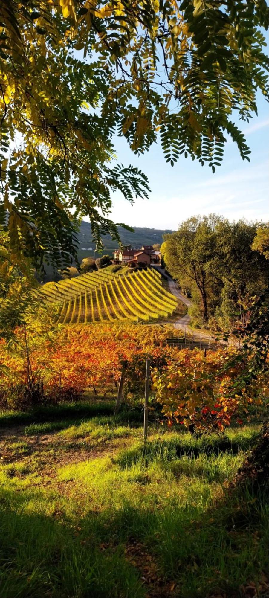 Tenuta Montanello B&B Castiglione Falletto Kültér fotó