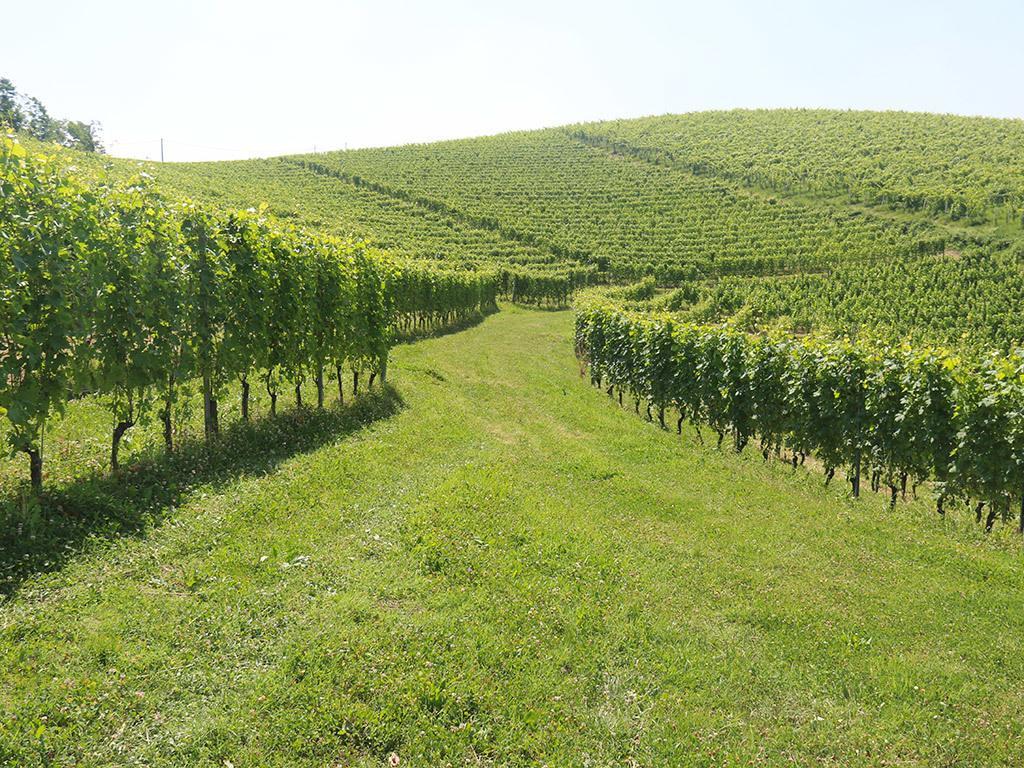 Tenuta Montanello B&B Castiglione Falletto Kültér fotó