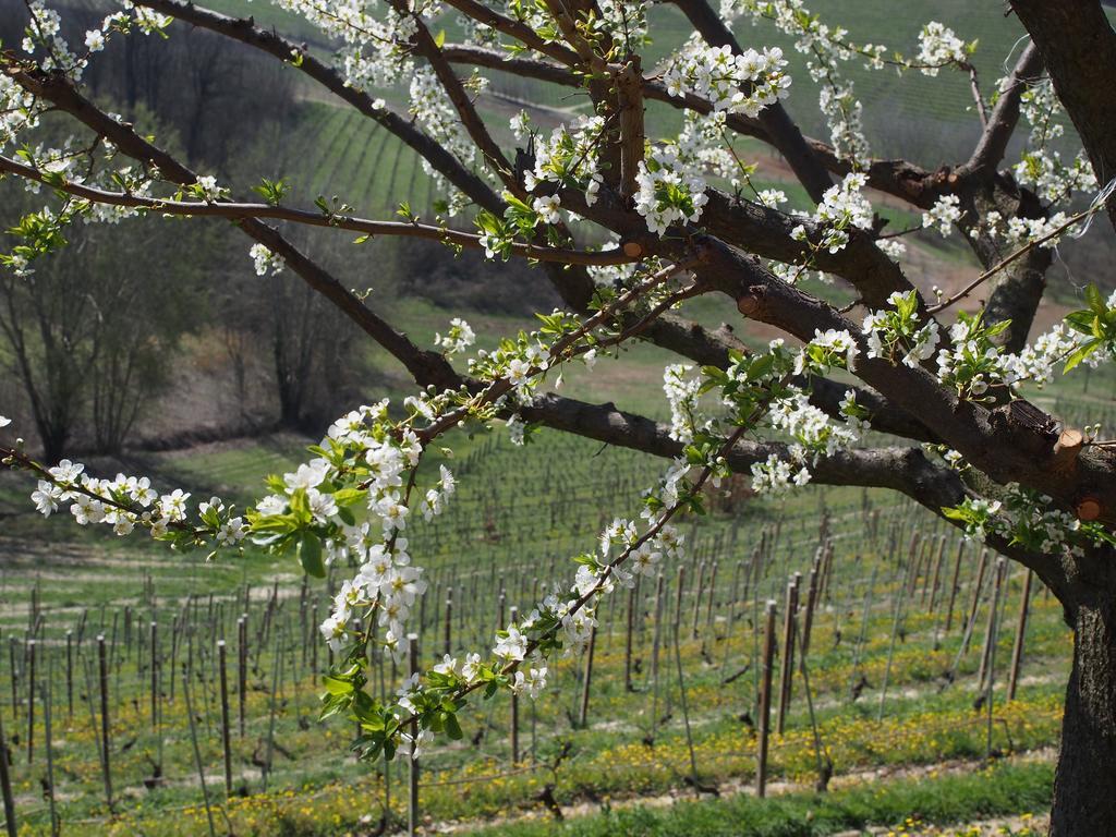 Tenuta Montanello B&B Castiglione Falletto Kültér fotó